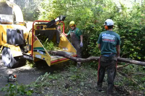 tree services Dana Point